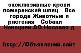 эксклюзивные крови-померанский шпиц - Все города Животные и растения » Собаки   . Ненецкий АО,Носовая д.